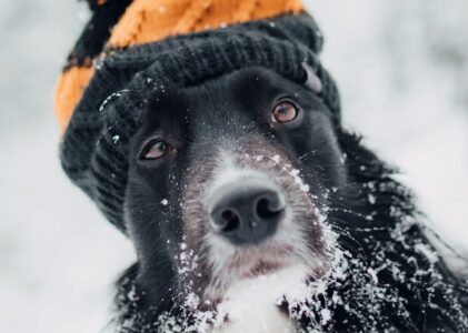 Il cane e il freddo invernale