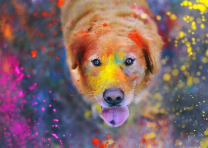 In Nepal si festeggia per ringraziare i nostri amici cani