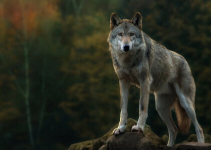 Conosciamo il lupo canis lupus