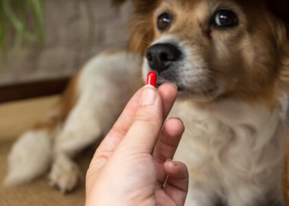 Consigli utili per somministrare farmaci ai nostri amici cani