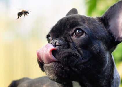 Cane e gatto attratti da vespe ed api