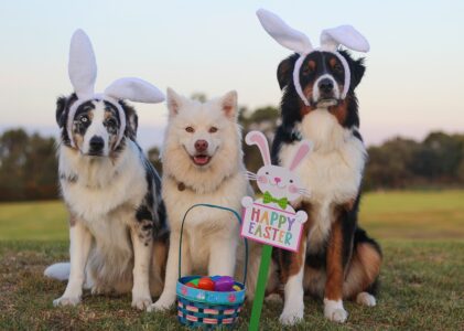 Pasqua non è una festa per cani! Consigli utili per la salute dei nostri amici a quattro zampe