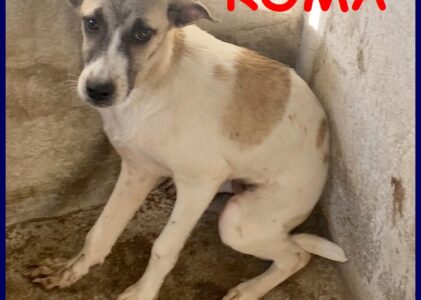 ROMA cucciola 5 mesi abbandonata in canile