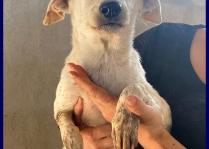 SIDNEY cucciolotta 5 mesi affettuosissima chiusa in canile