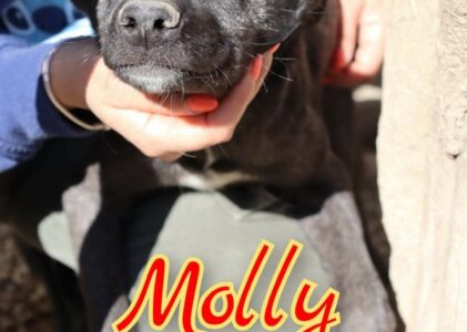 Molly nata a ottobre 2023, manto quasi tutto nero