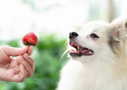 Scopri se i cani possono mangiare fragole