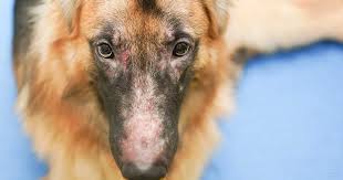 Leishmaniosi Canina: Sintomi, Trattamento e Prevenzione – Guida Completa per i Proprietari di Cani